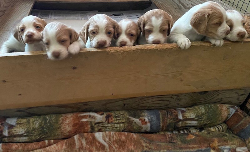 Brittany Spaniel puppies born March 2024