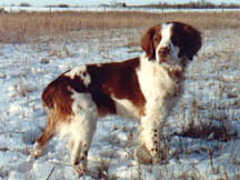 a proud Brittany Spaniel