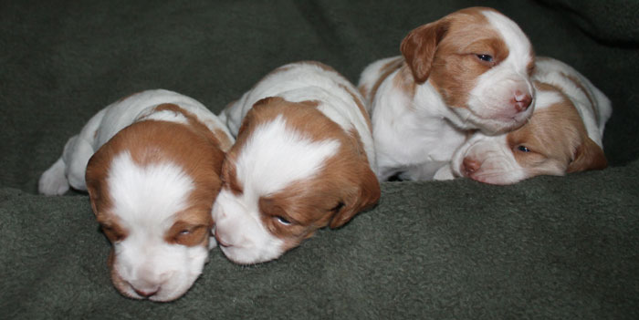 Brittany puppies from Ruffwood Brittanys July 2012