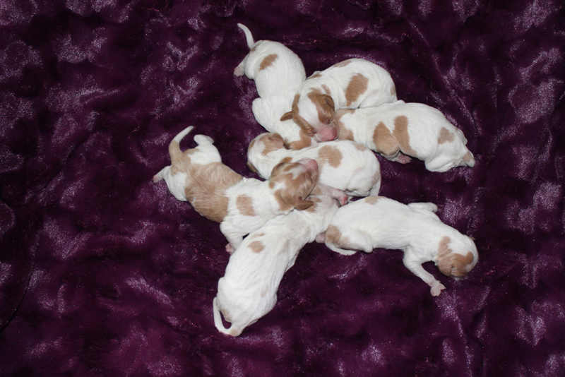 Brittany puppies purebred top bloodlines