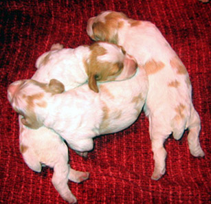 Ruffwood Jenny/Spotty female Brittany puppies