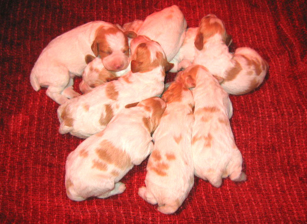 Ruffwood Jenny/Spotty brittany puppies