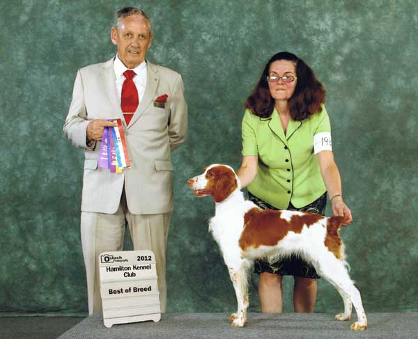 Brittany Spaniel, Jess gets Best of Breed