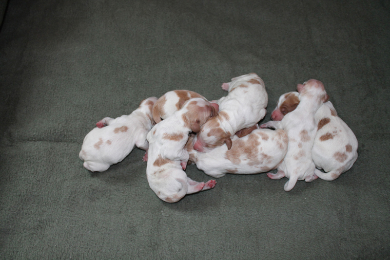 Brittany Spaniel puppies born August 2015