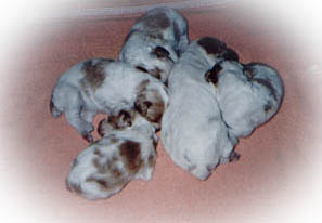 five newborn Brittany puppies - one male, four females