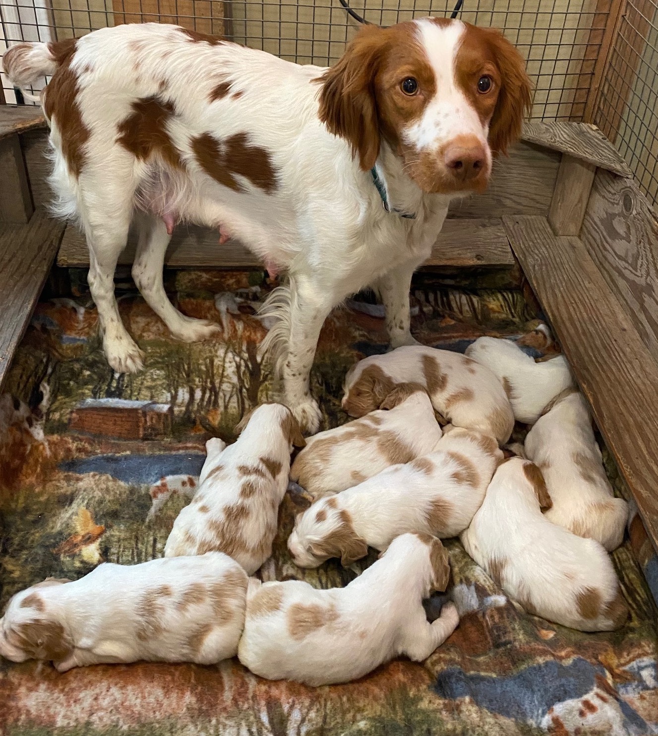 Brittany Spaniel puppies born March 2024