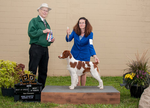 Best brittany hot sale breeders