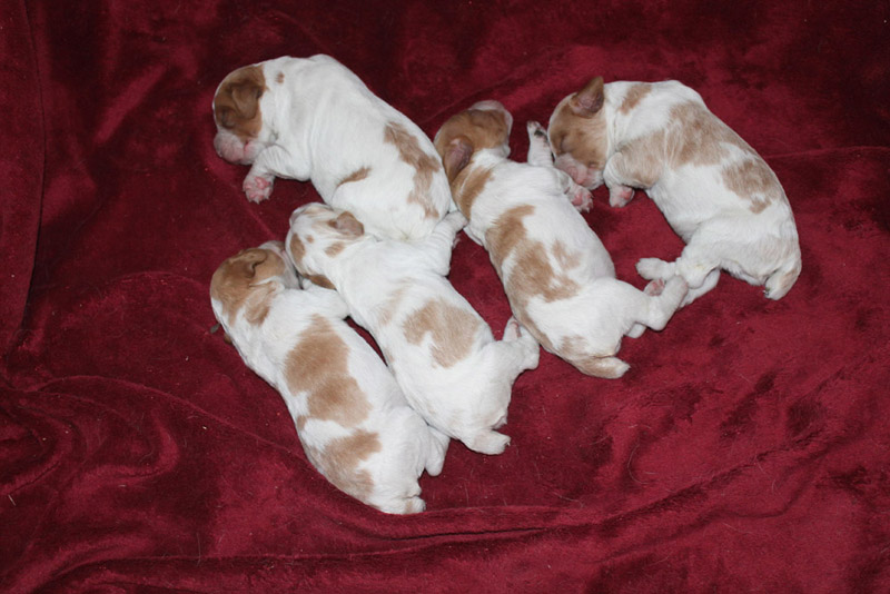 Brittany Spaniel puppies born July 2016
