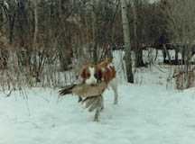 Brittany Spaniel retrieving a pheasant