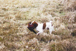 Brittany Ruffwood Stoney retrieving a pheasant