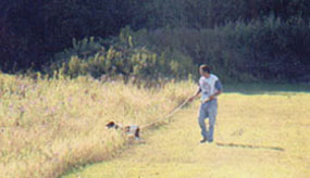 training a Brittany with a checkcord at Luther Marsh